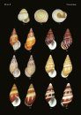 The Conchological Albums – Terrestrial Molluscs, Volume 11