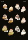 The Conchological Albums – Terrestrial Molluscs, Volume 11