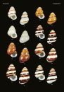 The Conchological Albums – Terrestrial Molluscs, Volume 11