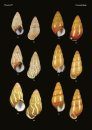 The Conchological Albums – Terrestrial Molluscs, Volume 11