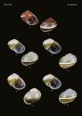 The Conchological Albums – Terrestrial Molluscs, Volume 11