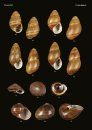 The Conchological Albums – Terrestrial Molluscs, Volume 11