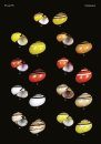 The Conchological Albums – Terrestrial Molluscs, Volume 11