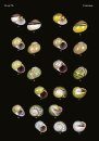 The Conchological Albums – Terrestrial Molluscs, Volume 11