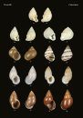 The Conchological Albums – Terrestrial Molluscs, Volume 11