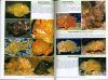 Fish Watchers Guide to Coastal Sea-Fishes of South-Eastern Australia