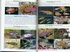 Fish Watchers Guide to Coastal Sea-Fishes of South-Eastern Australia