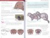 Guía de Mamíferos Terrestres: Península Ibérica y Baleares [Guide to Terrestrial Mammals: Iberian Peninsula and Balearic Islands]