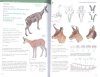 Guía de Mamíferos Terrestres: Península Ibérica y Baleares [Guide to Terrestrial Mammals: Iberian Peninsula and Balearic Islands]