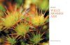 The Hidden World of Mosses