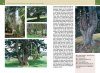 Baumwanderungen: 30 Routen zu den Eindrücklichsten Bäumen der Schweiz [Tree Hikes: 30 Routes to the Most Impressive Trees in Switzerland]