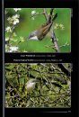 The Birds of Italy, Volume 3: Cisticolidae - Icteridae