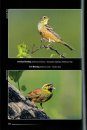 The Birds of Italy, Volume 3: Cisticolidae - Icteridae