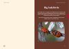 Ladybirds of Europe