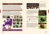 Ladybirds of Europe