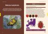 Ladybirds of Europe