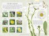 The Little Book of Wild Flowers