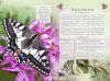 The Little Book of Butterflies