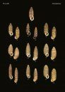 The Conchological Albums – Terrestrial Molluscs, Volume 12
