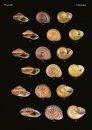 The Conchological Albums – Terrestrial Molluscs, Volume 12