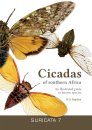 Cicadas of Southern Africa