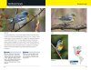 Warblers of Eastern North America