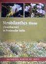 Strobilanthes Blume (Acanthaceae) in Peninsular India