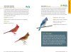 North American Bird Watching for Beginners