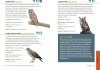 North American Bird Watching for Beginners