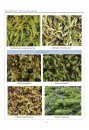 Ecological Guide to the Mosses & Common Liverworts of the Northeast