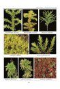 Ecological Guide to the Mosses & Common Liverworts of the Northeast