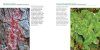 The Secret World of Lichens