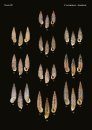 The Conchological Albums – Terrestrial Molluscs, Volume 13