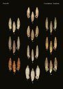 The Conchological Albums – Terrestrial Molluscs, Volume 13