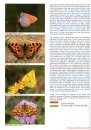 European Butterflies, Issue 6: Spring 2023