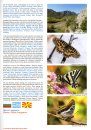 European Butterflies, Issue 6: Spring 2023