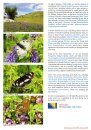 European Butterflies, Issue 6: Spring 2023