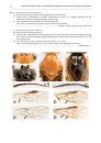 Fauna of New Zealand, No 81: Guide to the Sawflies and Woodwasps (Hymenoptera, Symphyta) of New Zealand