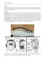 Fauna of New Zealand, No 81: Guide to the Sawflies and Woodwasps (Hymenoptera, Symphyta) of New Zealand