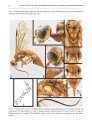Fauna of New Zealand, No 81: Guide to the Sawflies and Woodwasps (Hymenoptera, Symphyta) of New Zealand