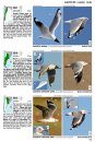 Guía Audiornis de las Aves de Argentina [The Audiornis Guide to the Birds of Argentina]