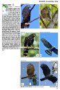 Guía Audiornis de las Aves de Argentina [The Audiornis Guide to the Birds of Argentina]