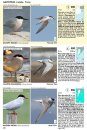 Guía Audiornis de las Aves de Argentina [The Audiornis Guide to the Birds of Argentina]
