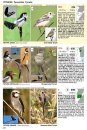 Guía Audiornis de las Aves de Argentina [The Audiornis Guide to the Birds of Argentina]