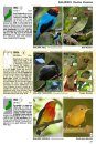 Guía Audiornis de las Aves de Argentina [The Audiornis Guide to the Birds of Argentina]