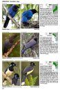 Guía Audiornis de las Aves de Argentina [The Audiornis Guide to the Birds of Argentina]