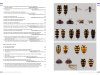 Hoverflies of Britain and North-West Europe