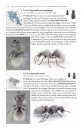 Velvet Ants of North America