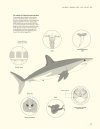 The Lives of Sharks