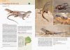 Reptiles de Buenos Aires [Reptiles of Buenos Aires]